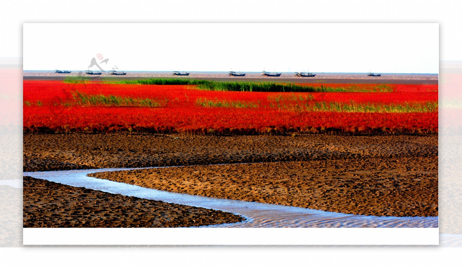 黄河入海口湿地风光图片
