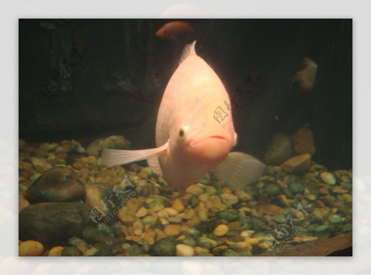 海底世界鱼的可爱姿态图片