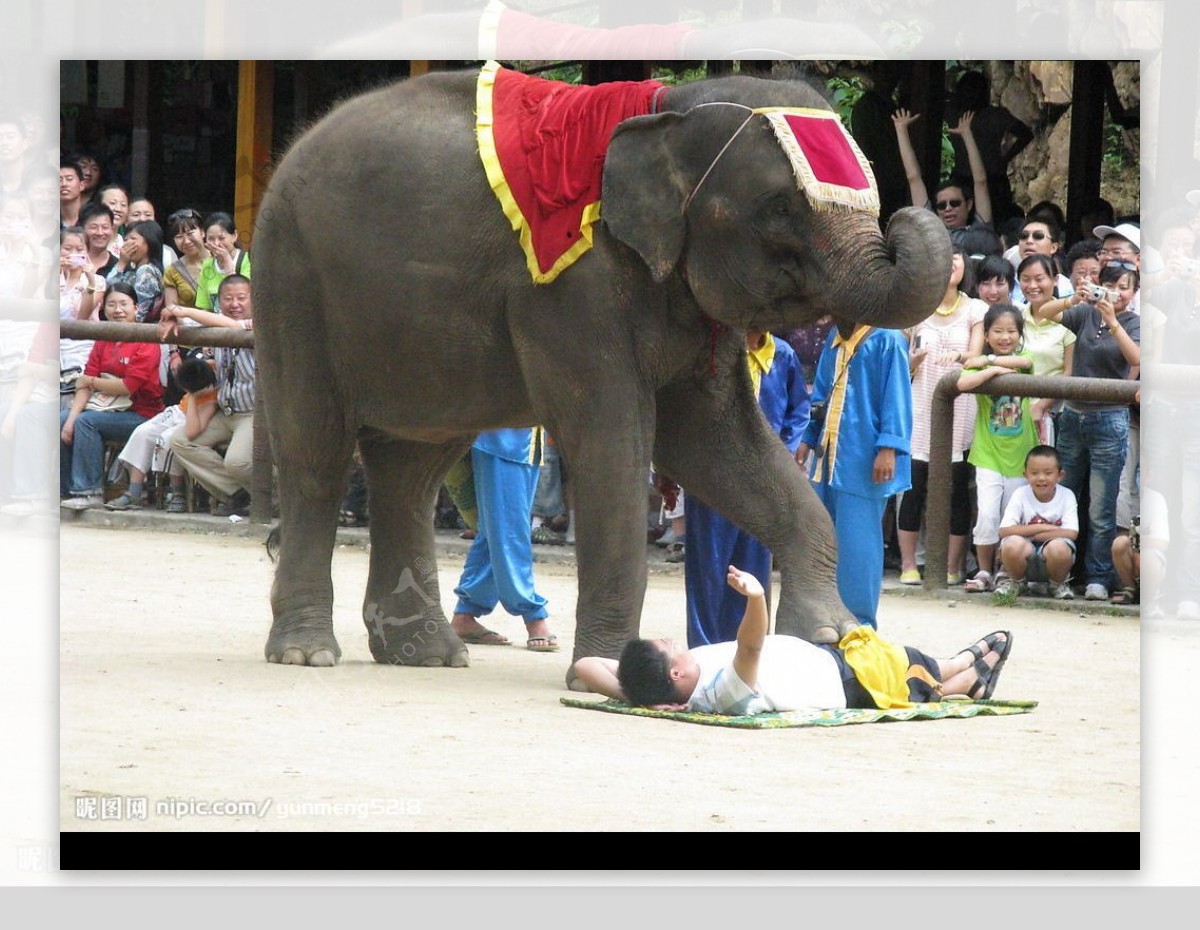 西双版纳大象表演图片