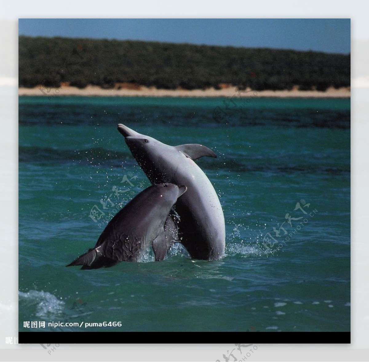 鲸鱼鲨鱼海豚图片