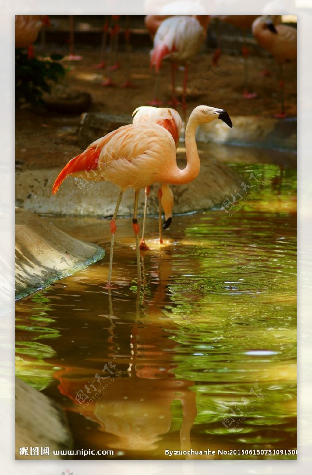 火烈鸟动物鸟类白天火烈鸟动物园湖边喝水摄影图配图高清摄影大图-千库网