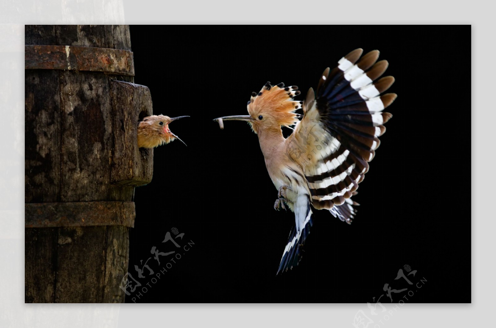 【大斑啄木鸟摄影图片】生态摄影_太平洋电脑网摄影部落