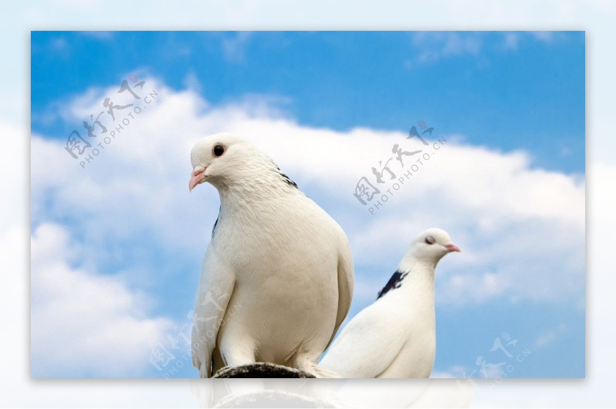 鸽子白鸽飞鸽和平鸽图片