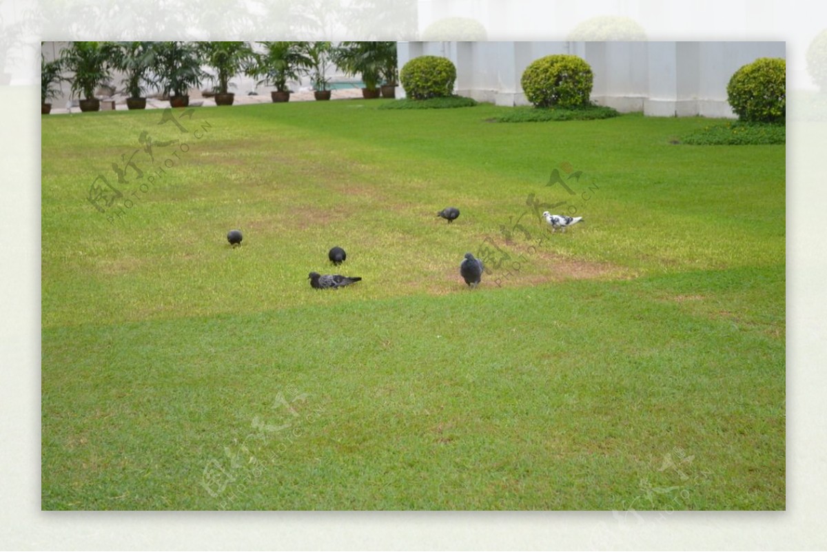 草坪上的鸽子图片