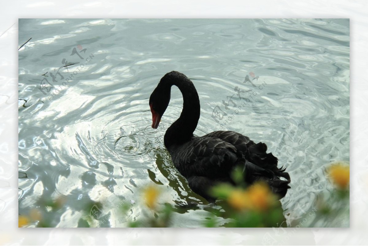 黑天鹅湖中饮水图片