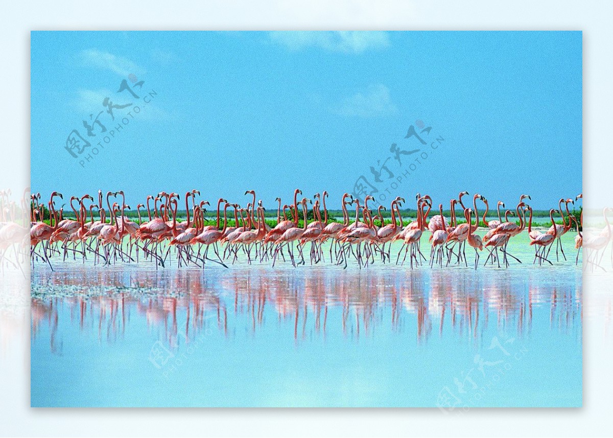 蓝天湿地火烈鸟群图片