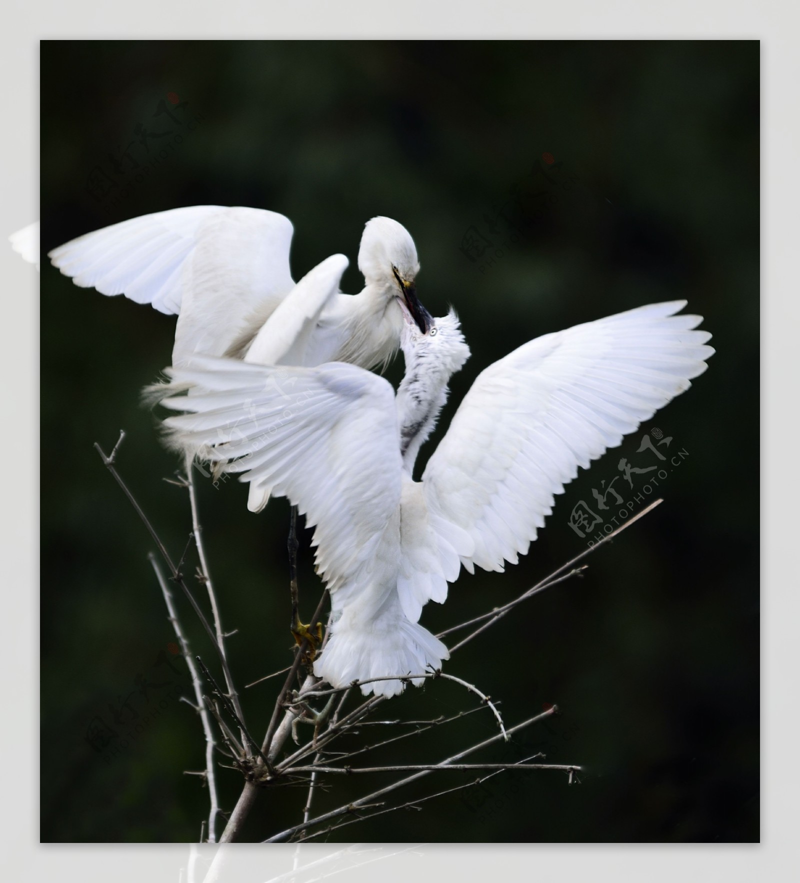 白鹤喂食图片