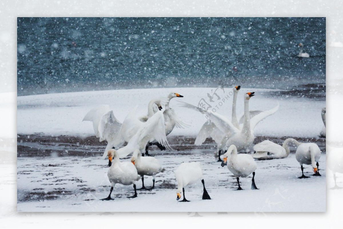 天鹅湖的雪图片