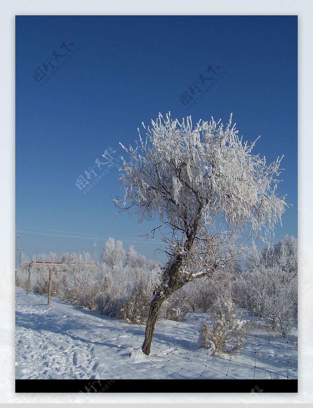 新疆奇台雪景图片