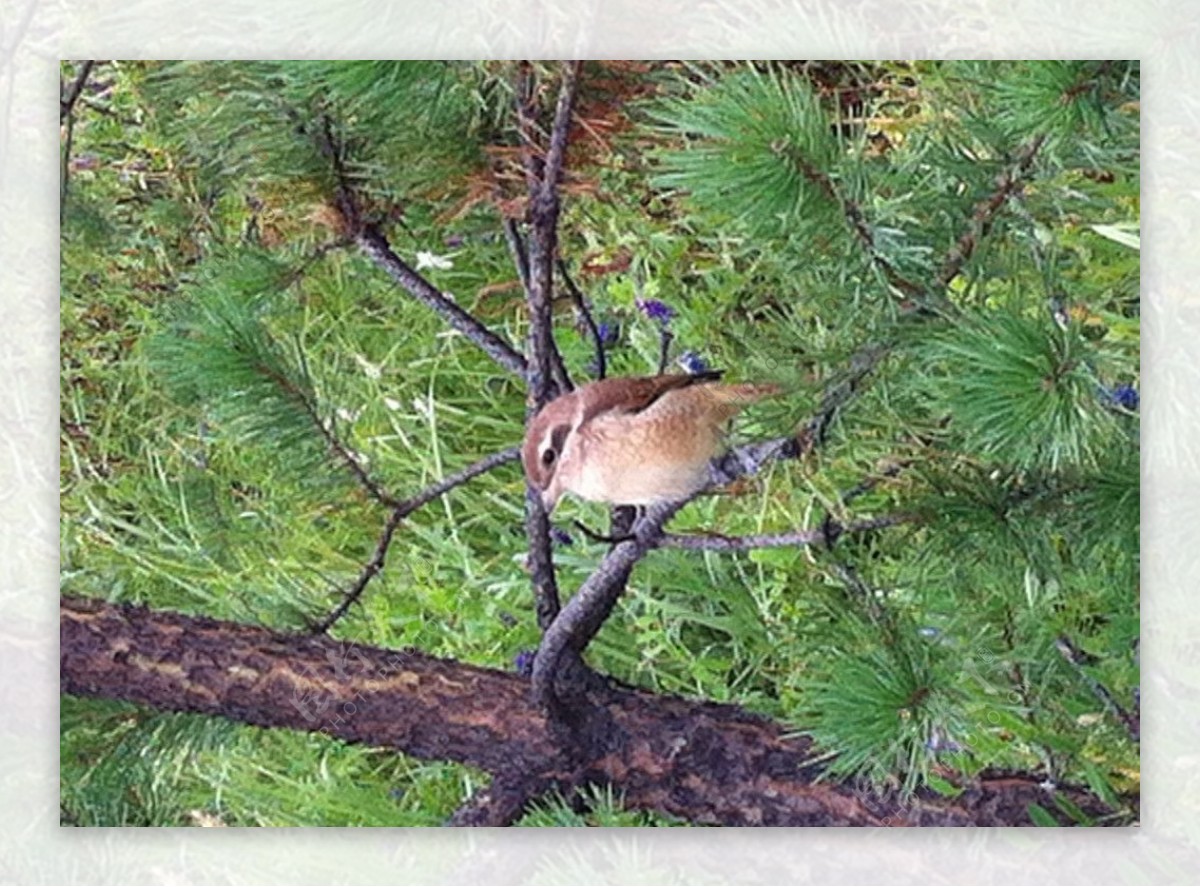 东北红松树鸟图片