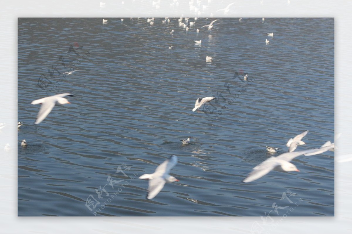滇池红嘴鸥图片
