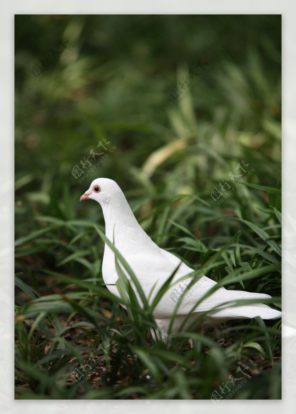 白鸽—动物图片—美图美秀
