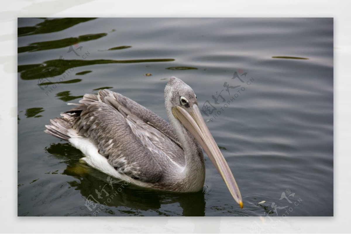 鹈鹕VS开拓者精彩对决高清直播无插件流畅观看体验