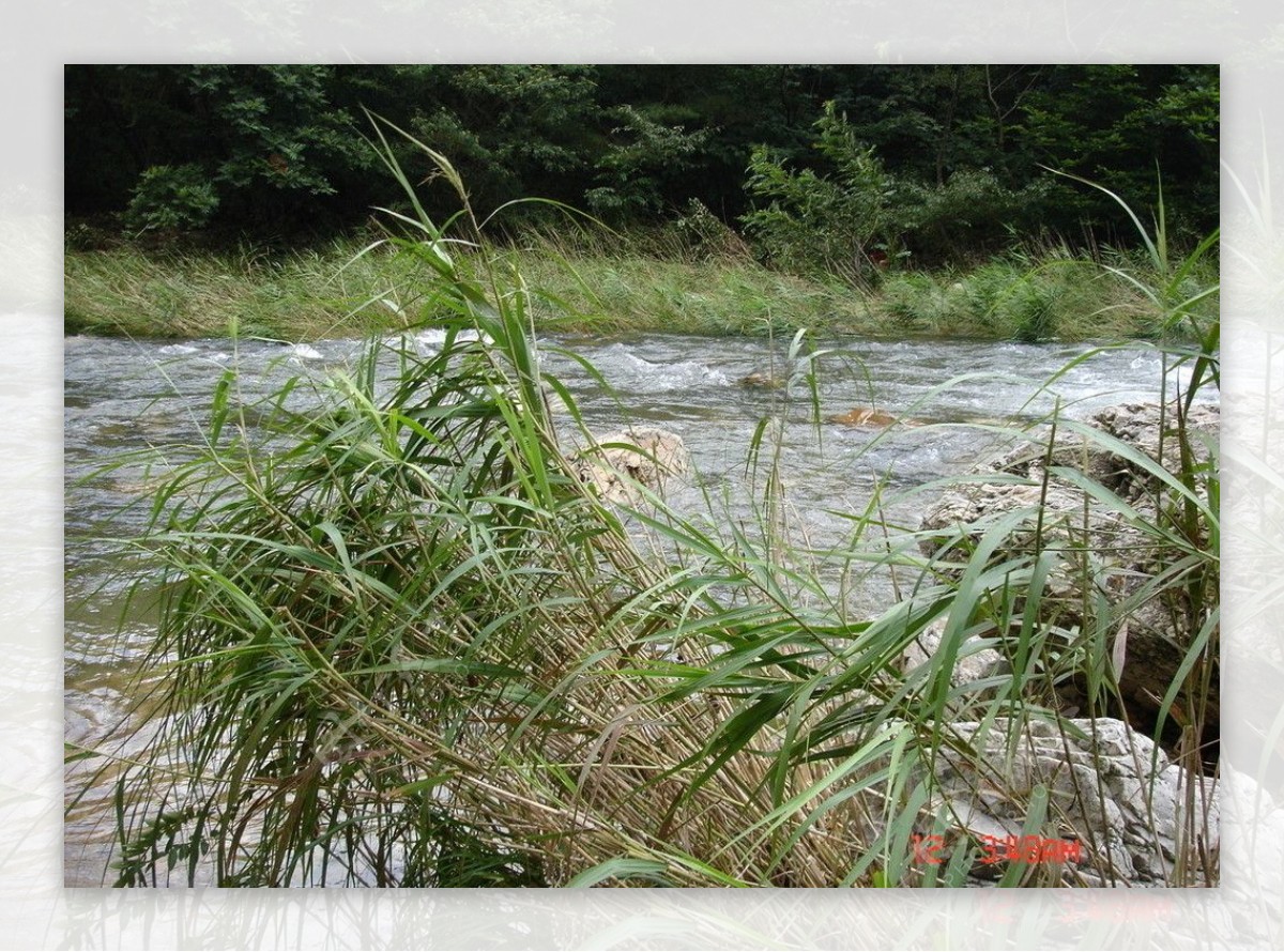 河水芦苇自然风景图片