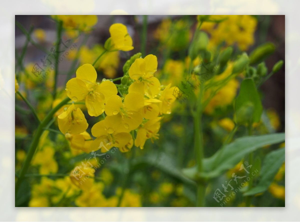 油菜花图片