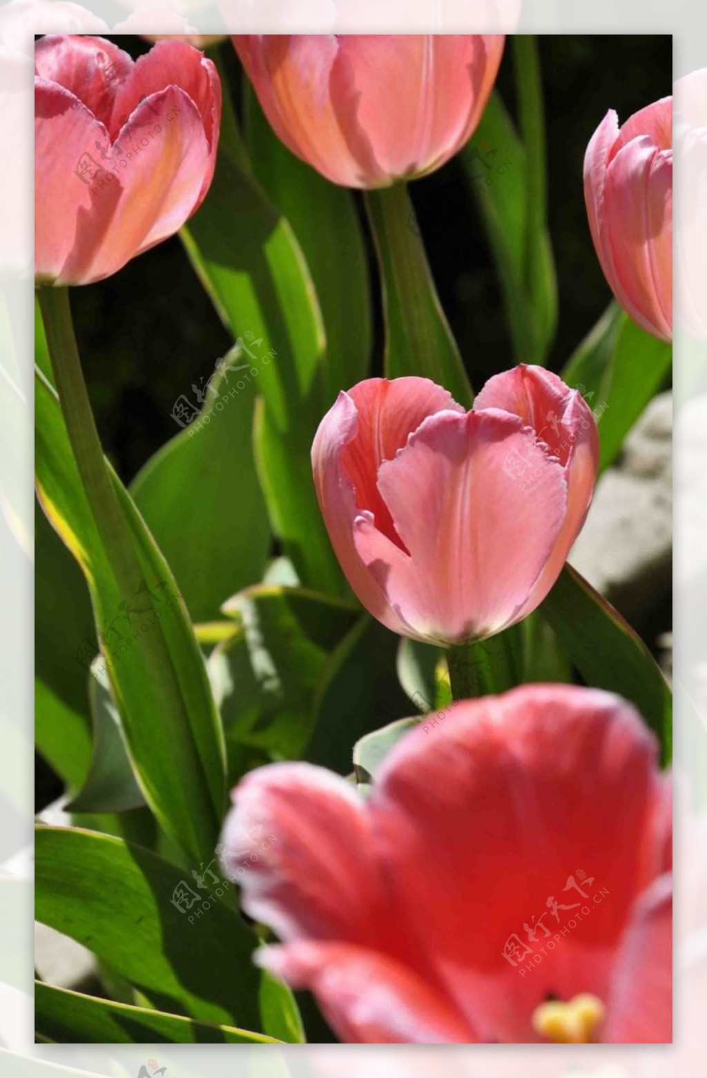郁金香花卉图片