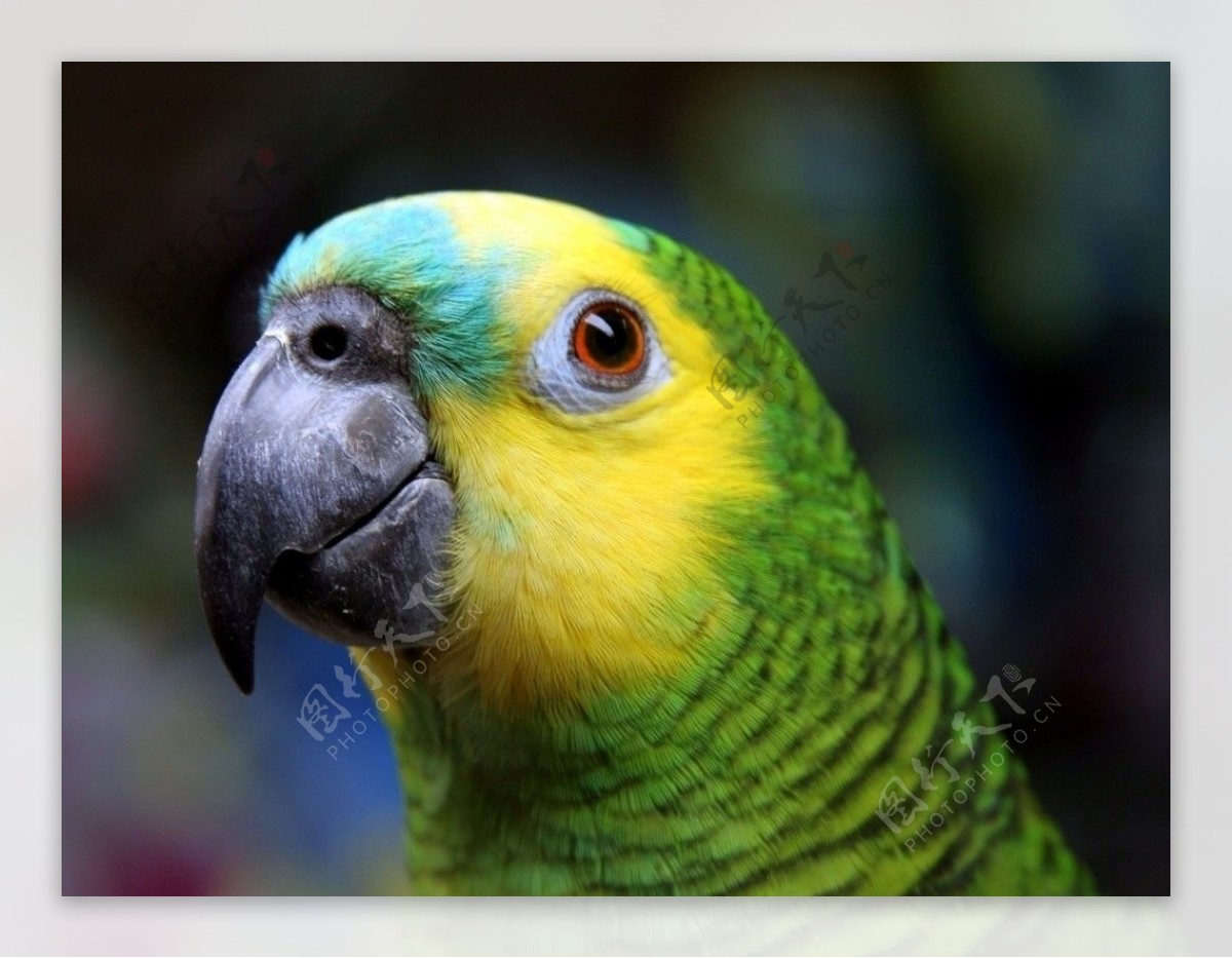 亚马逊杂交鹦鹉图片