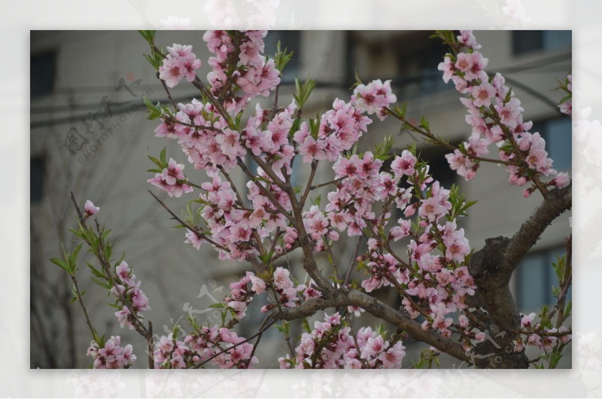 桃花图片