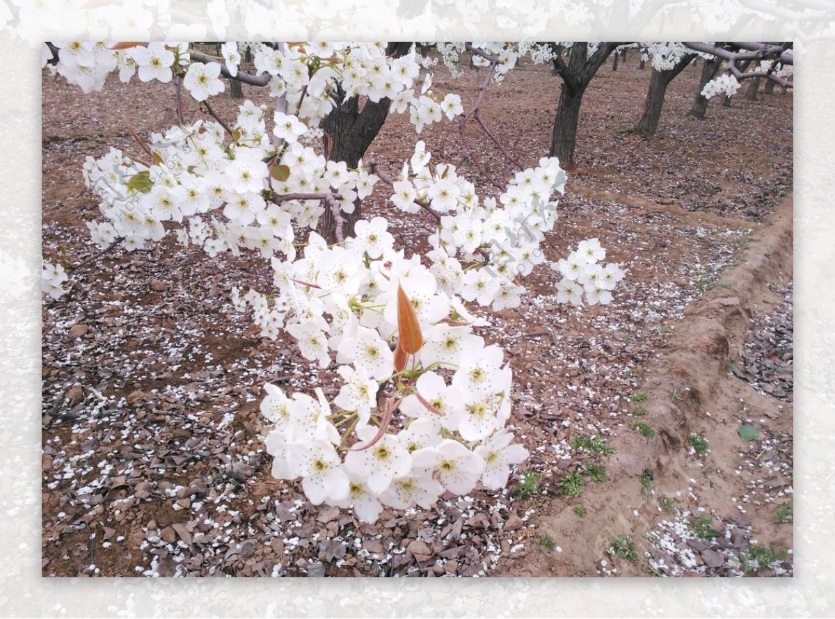 梨花图片