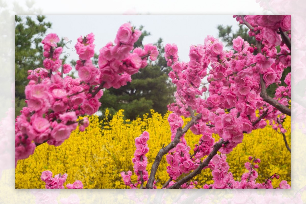 枝繁叶茂的桃花图片