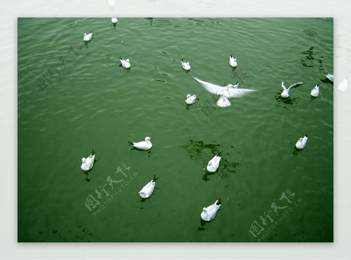 碧水海鸥图片