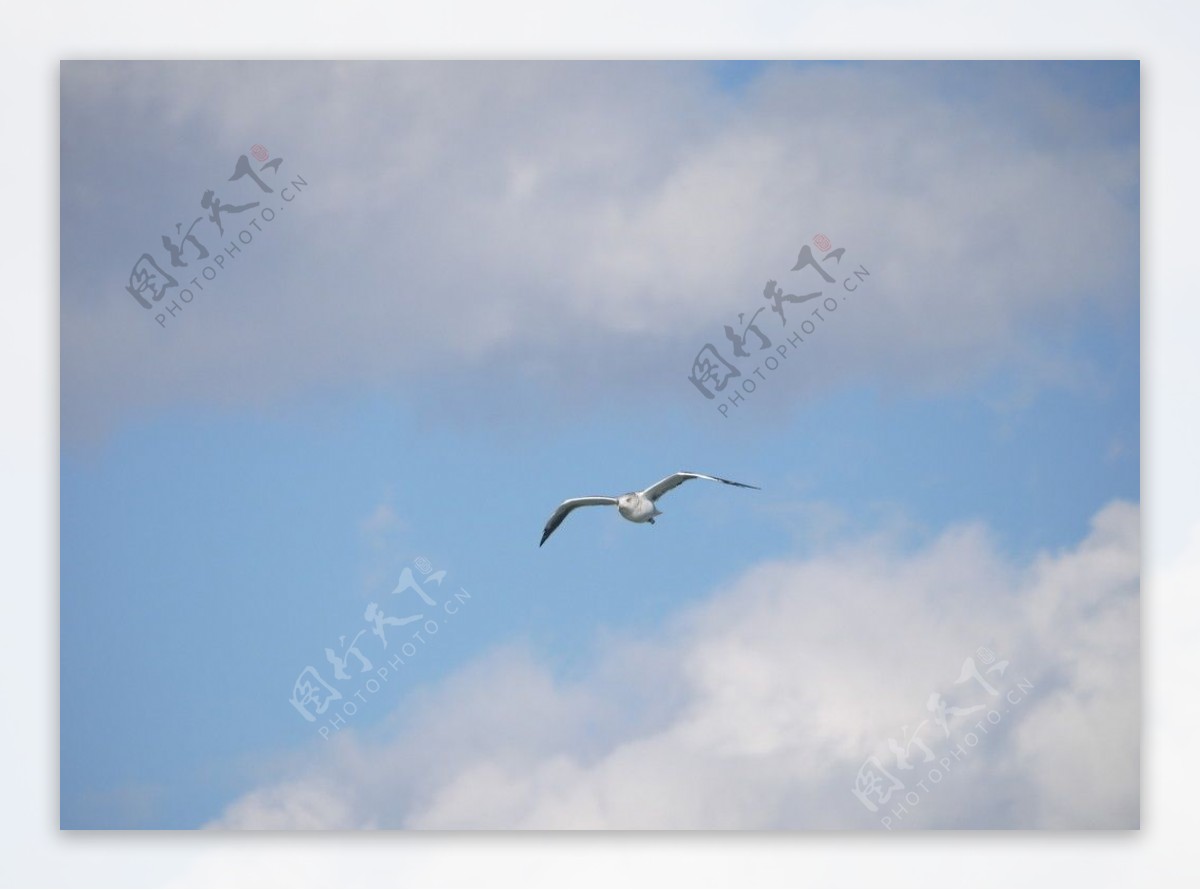 飞鸟与天空白云图片