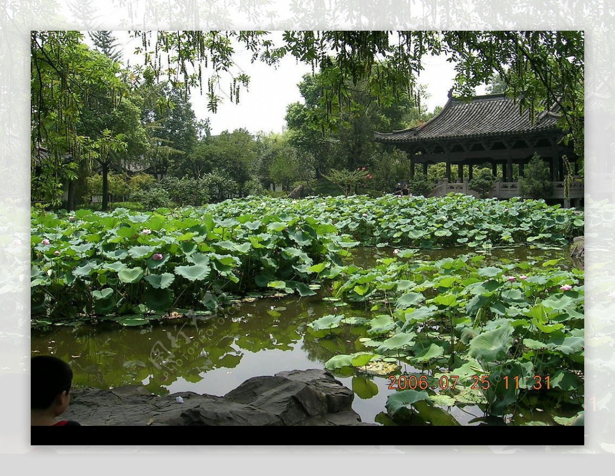 沈园荷花池图片