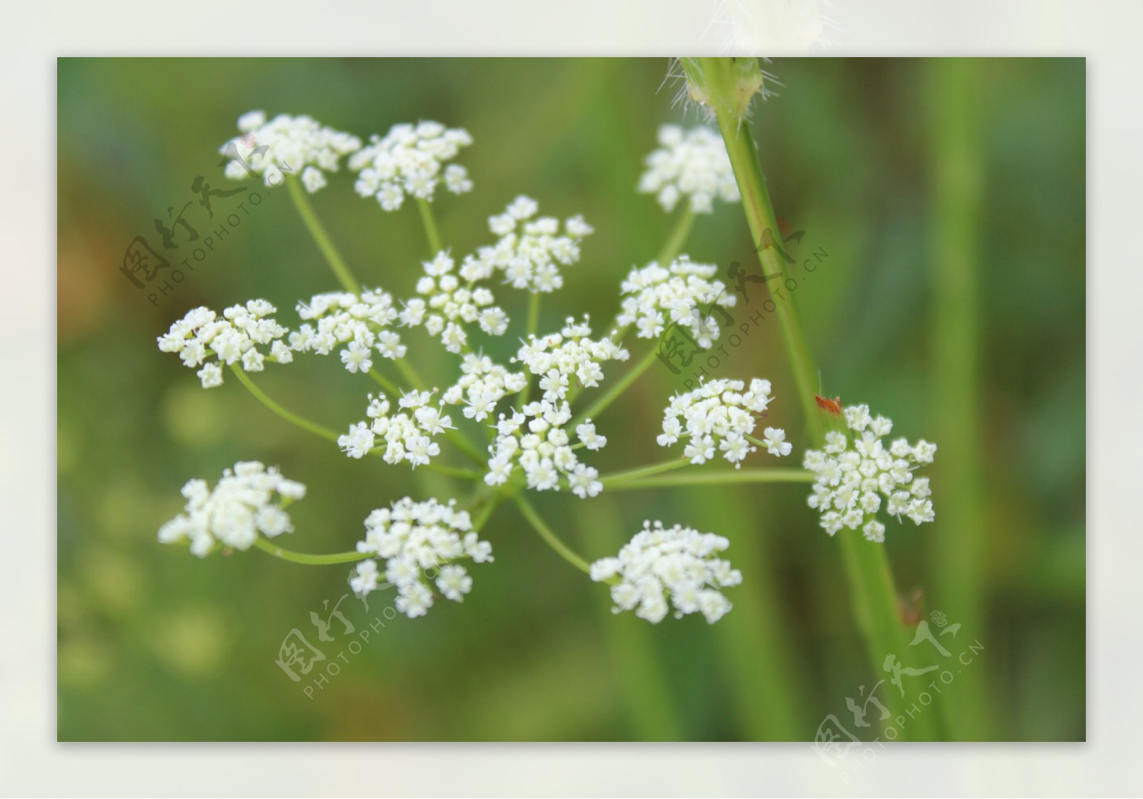 羊膻臭花山当归花图片