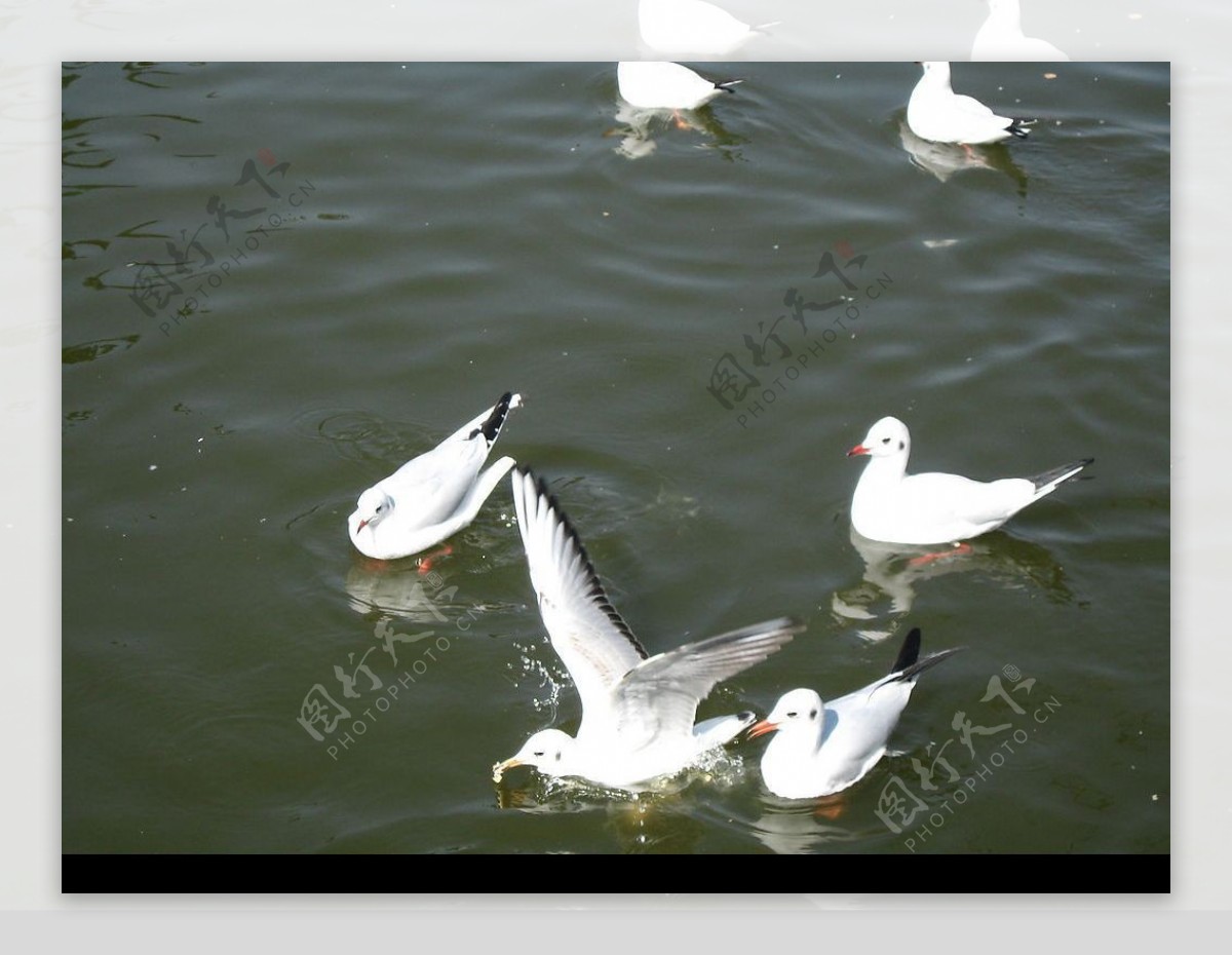湖面上吃面包的海鸥图片
