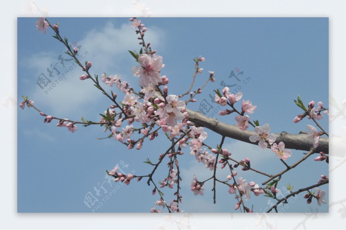 桃花图片