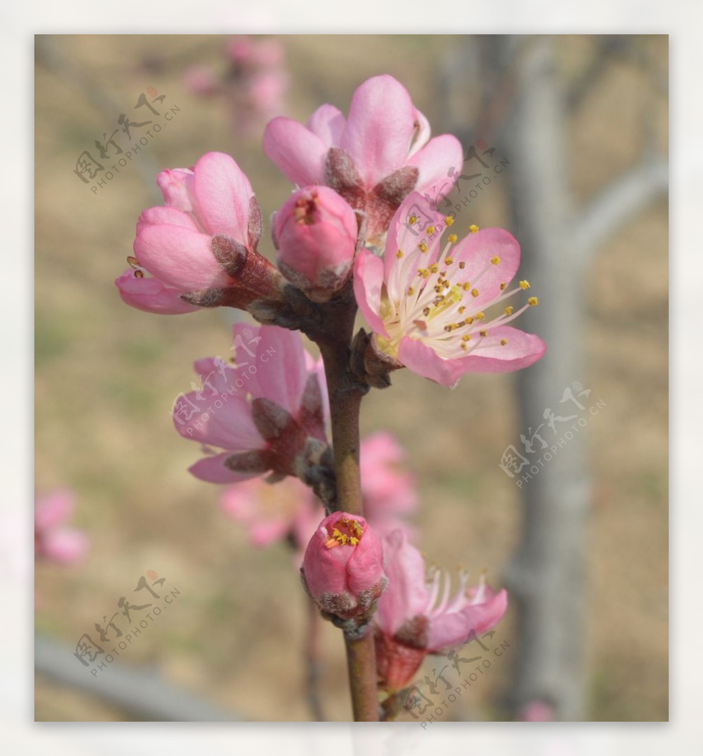 桃花图片