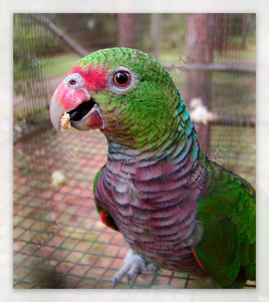 红胸亚马孙鹦鹉图片