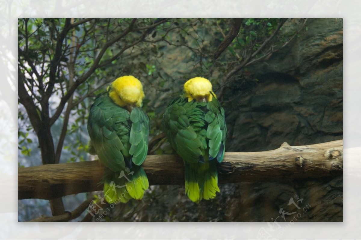 双黄头亚马逊鹦鹉图片