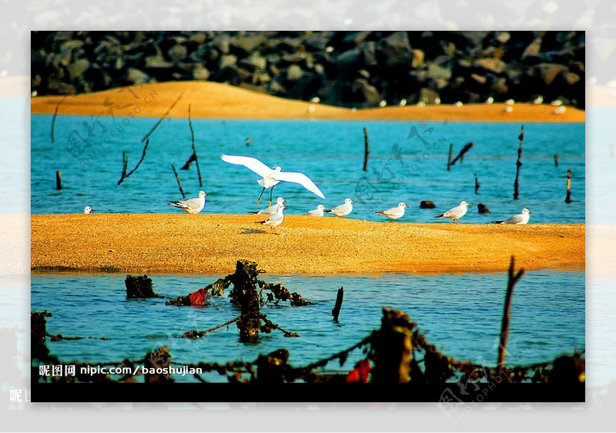白鹭沙滩图片