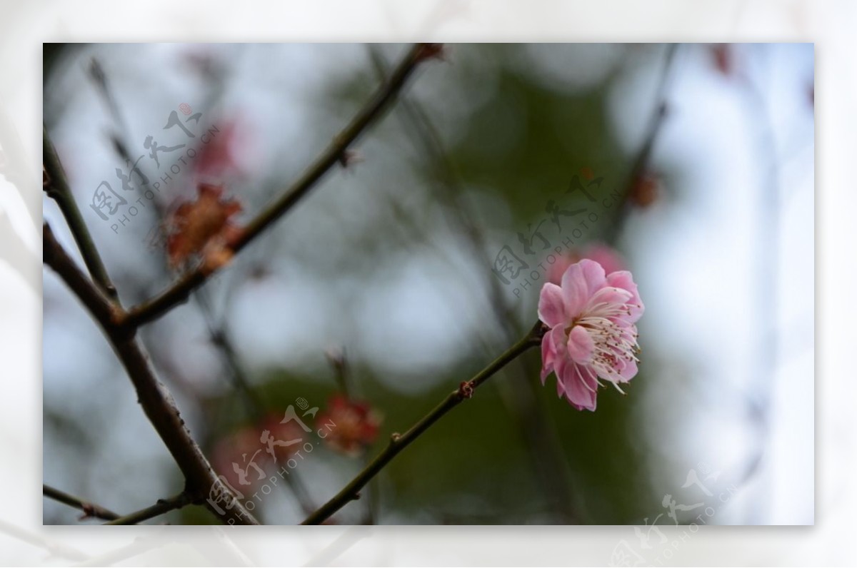 红梅花开图片