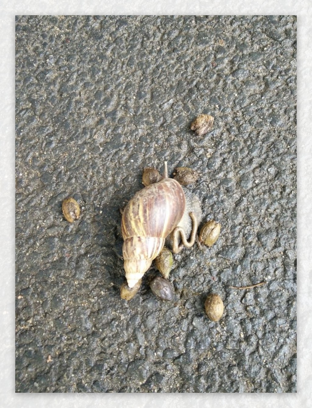 大蜗牛山螺图片