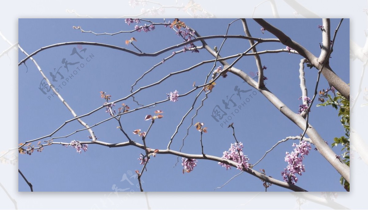 桃树干图片