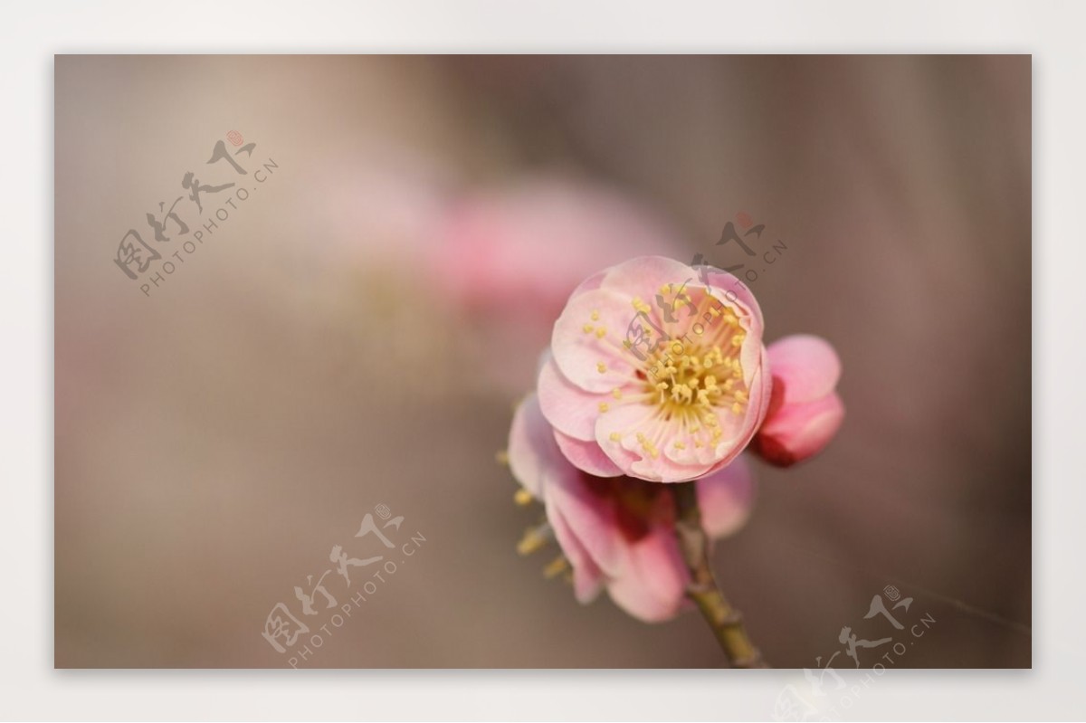 粉红梅花图片