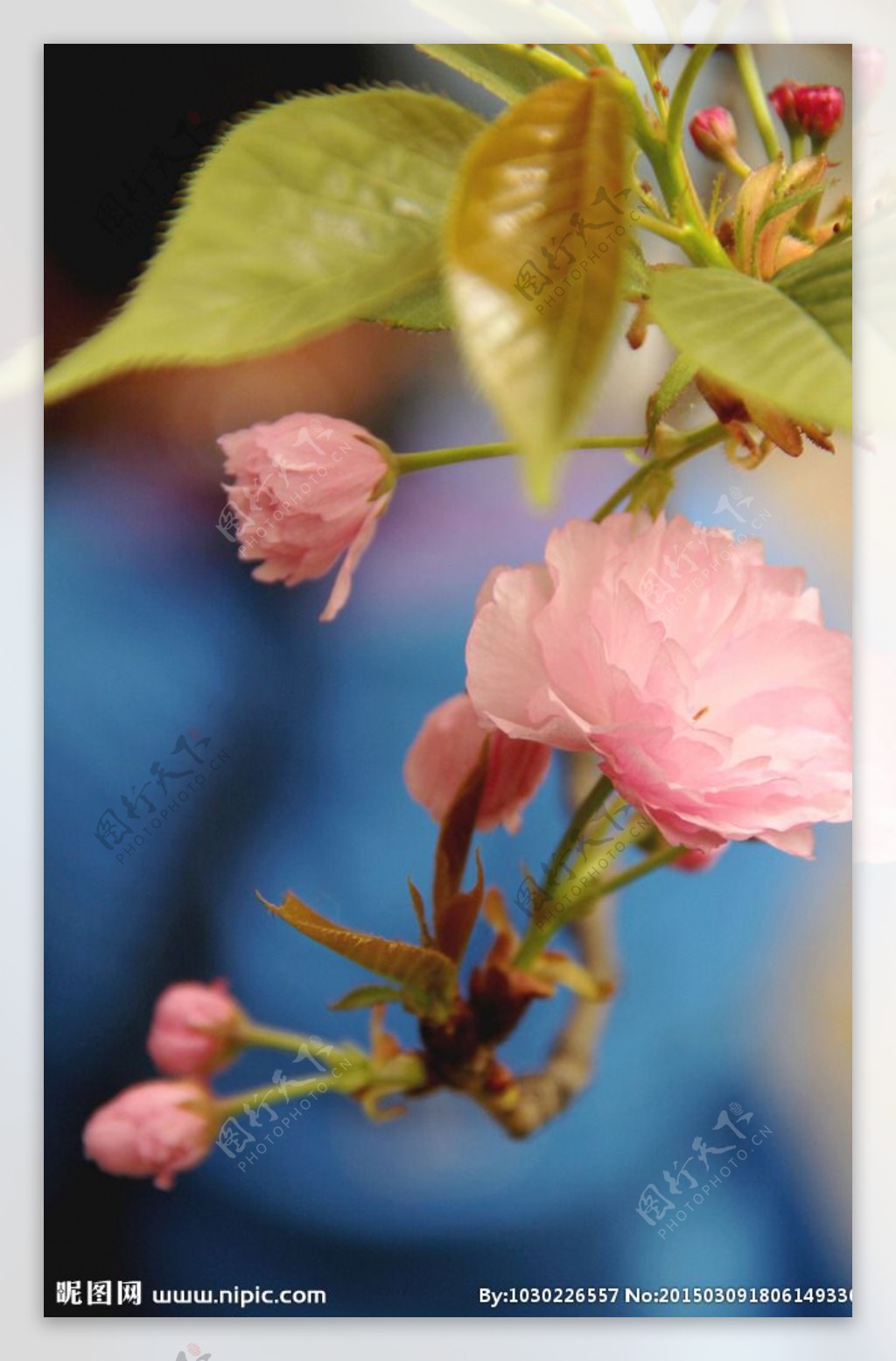 樱花图片素材-编号14242451-图行天下