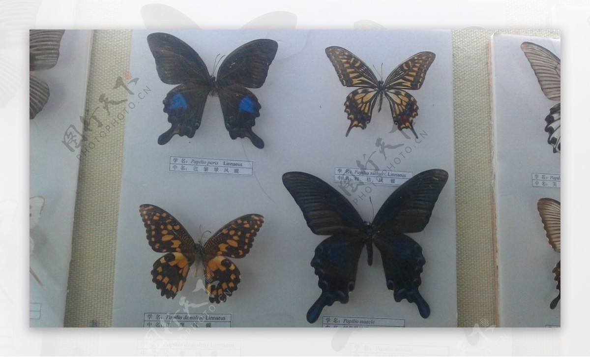 蝴蝶图案造型素材图片