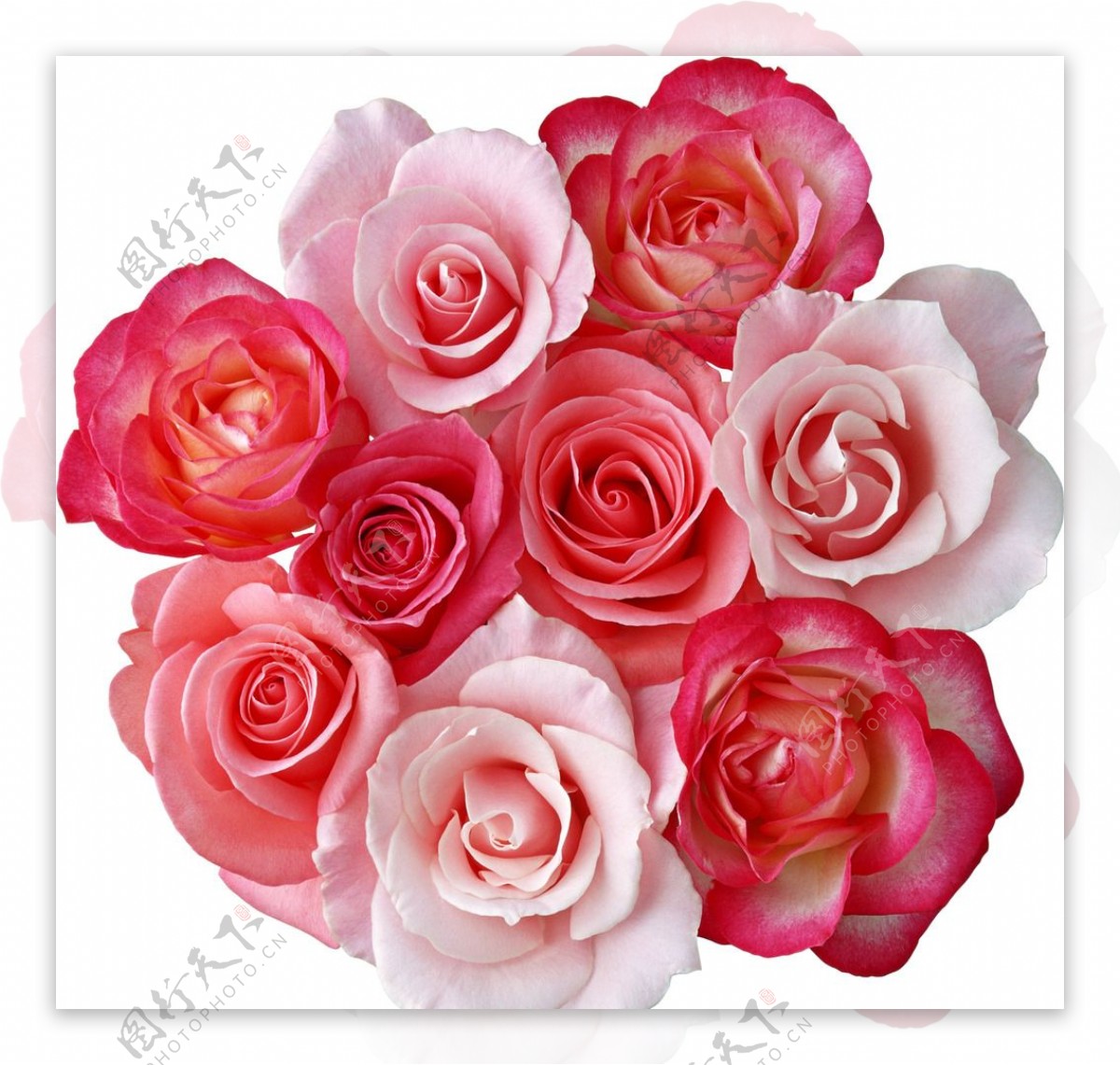 粉色玫瑰花-壁纸下载-www.pp3.cn