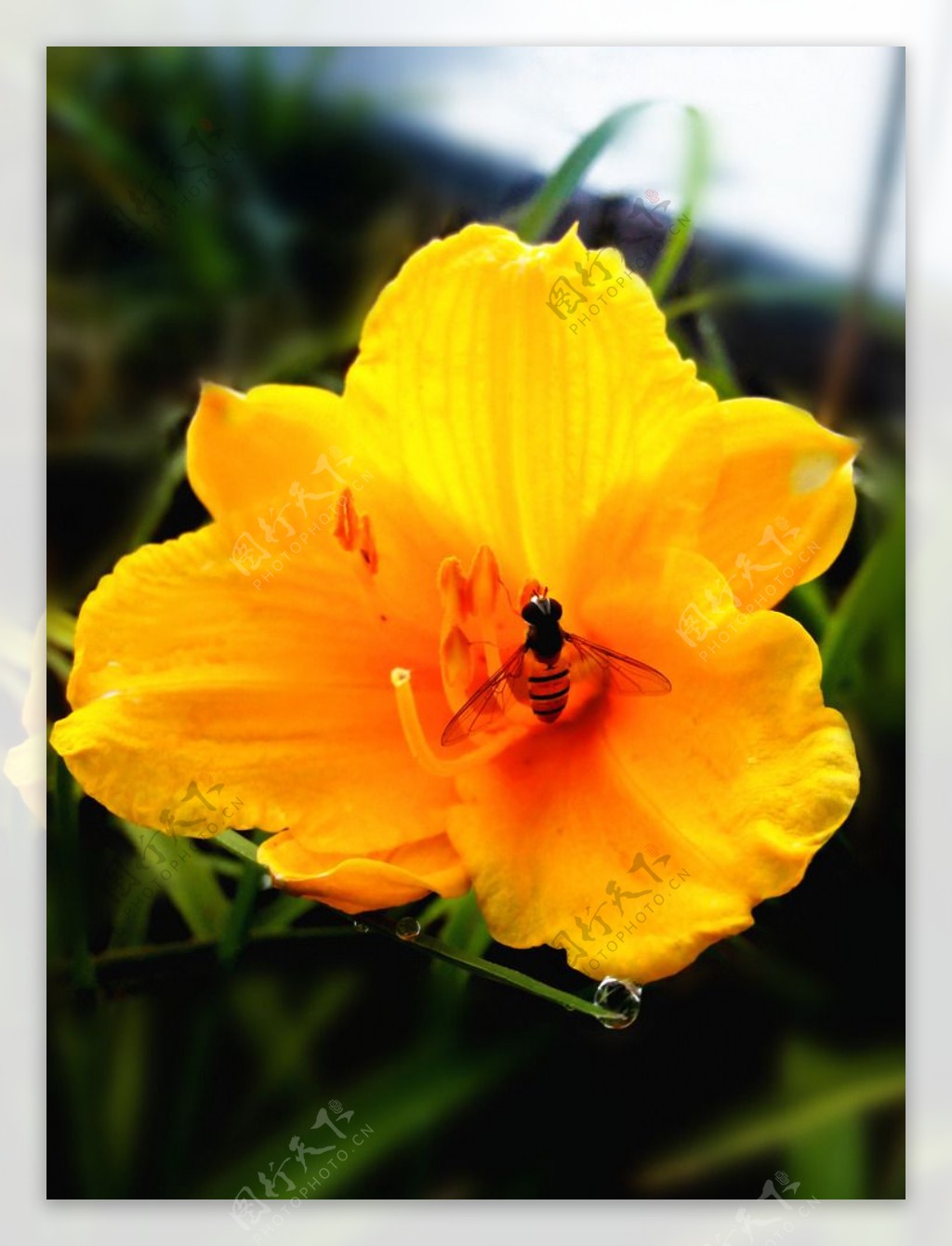 黄花与小蜂图片