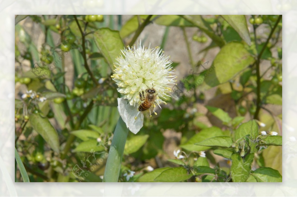 蜜蜂蜜蜂采蜜葱花图片