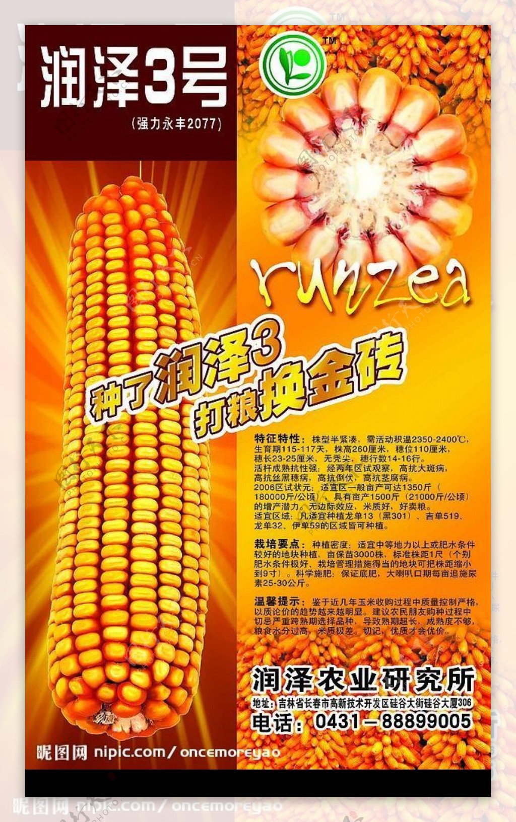 苞米玉米种子宣传单图片