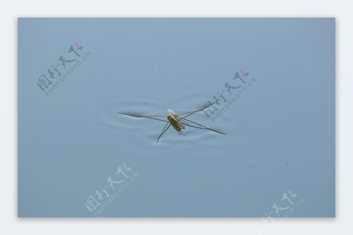 水蚊图片