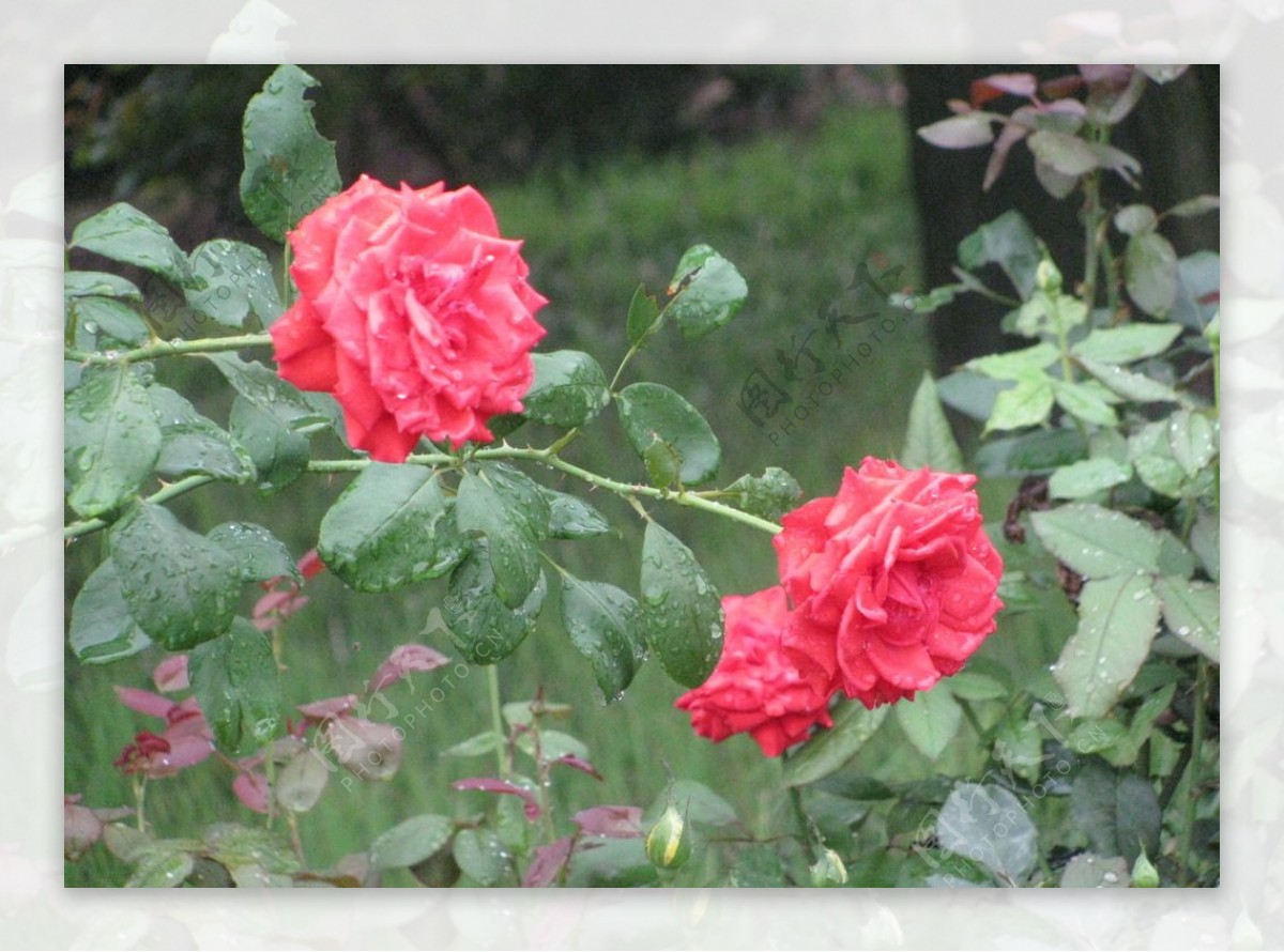 雨露月季花图片