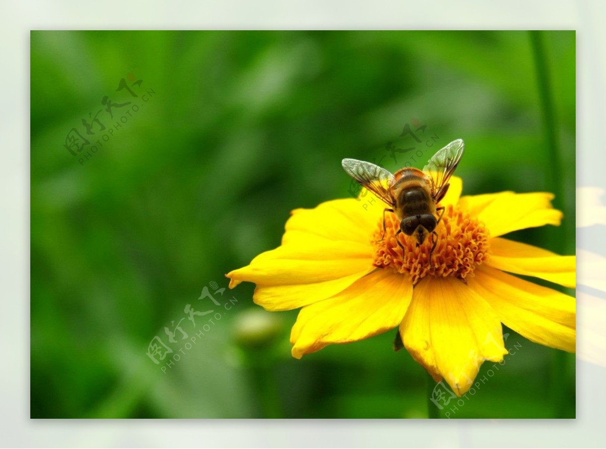 蜜蜂花图片