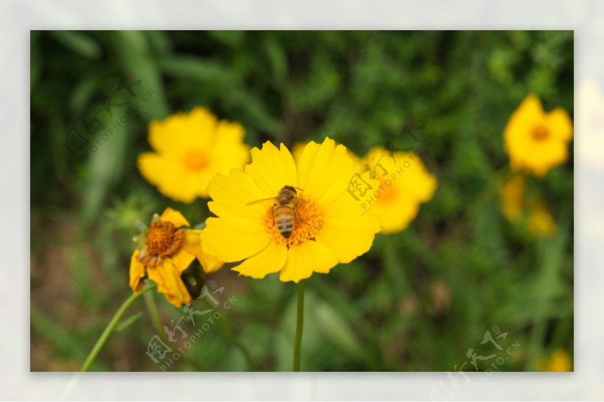 采花蜜的小蜜蜂图片