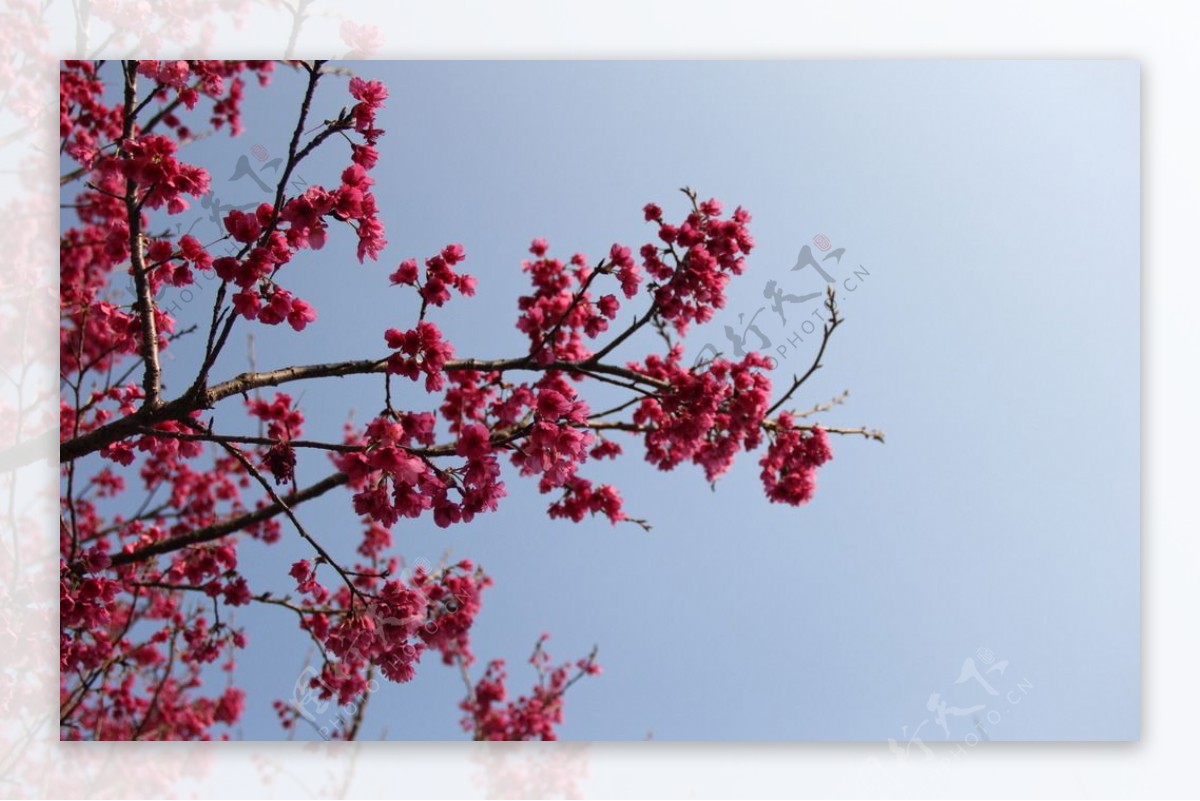 永福樱花图片