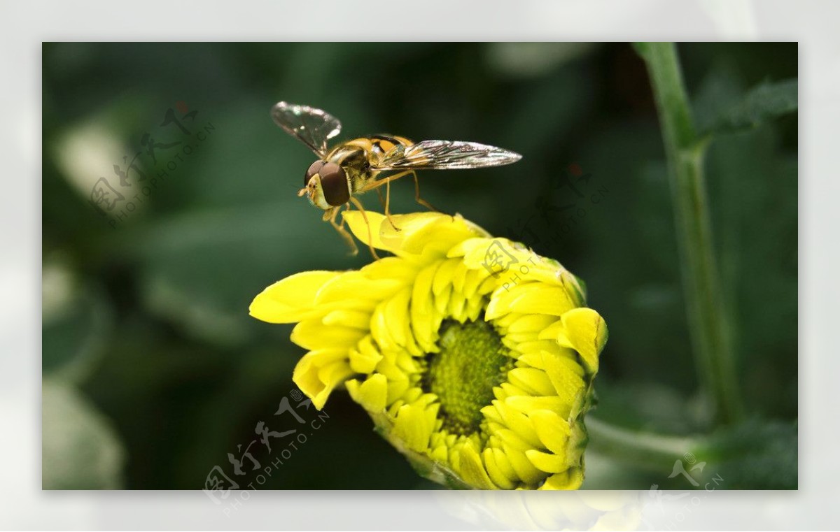 食蚜蜂图片